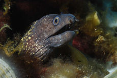 Moray Eel  <i>Muraena helena</i>