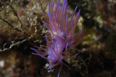 Purple Nudibranch  <i>Flebellina affinis</i>