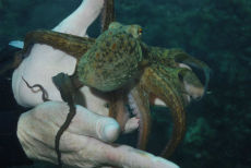 Common Octopus  <i>Octopus vulgaris</i>