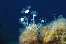 Mermaid's Cup  <i>Acetabularia mediterranea</i>
