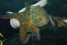 Common Octopus  <i>Octopus vulgaris</>