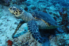 Green sea turtle  <i>Chelonia mydas</i>