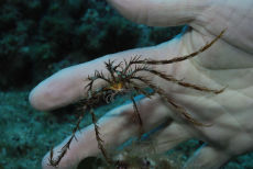 Feather Starfish  <i>Antedon mediterranea</i>