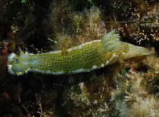 Elegant Sea Slug  <i>Hypselodoris elegans</i>