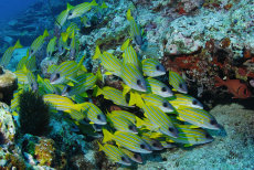 Blue-striped snapper  <i>Lutjanus kasmira</i>