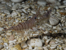 Common Shrimps  <i>Palaemon serratus</i>