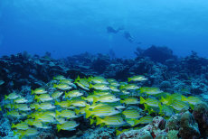 Blue-striped snapper  <i>Lutjanus kasmira</i>