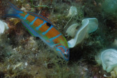 Ornate Wrasse  <i>Thalassoma pavo</i>