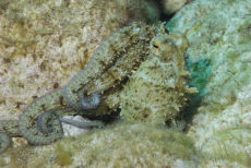 Common Octopus  <i>Octopus vulgaris</i>