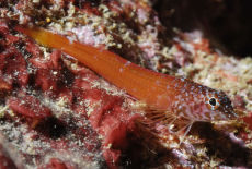 Small Triplefin Blenny  <i>Triptergyion melanurus</i>