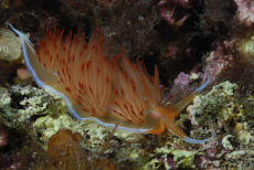 Lady Godiva Nudibranch  <i>Godiva banyulensis</i>