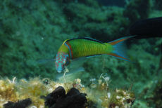 Ornate Wrasse  <i>Thalassoma pavo</i>