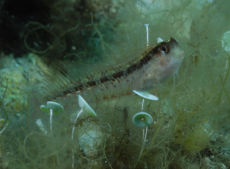 Sand Goby  <i>Gobius geniporus</i>