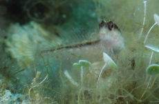 Sand Goby  <i>Gobius geniporus</i>