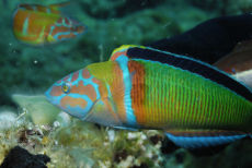 Ornate Wrasse  <i>Thalassoma pavo</i>