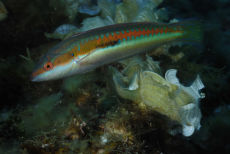 Rainbow Wrasse  <i>Coris julis</i>
