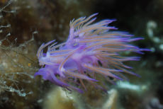 Purple Nudibranch  <i>Flabellina affinis</i>