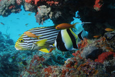 Oriental Sweetlips  <i>Plectorhinchus vittatus</i> with Moorish Idol  <i>Zanchus cornutus</i>