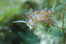 Migrating Aeolid  <i>Cratena peregrina</i>
