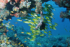 Blue-striped Snapper  <i>Lutjanus kasmira</i>