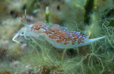 Migrating Aeloid  <i>Cratena peregrina</i>