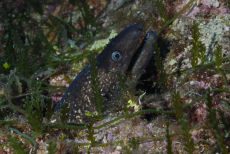 Moray Eel  <i>Muraena helena</i>