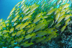 Blue-striped snapper  <i>Lutjanus kasmira</i>