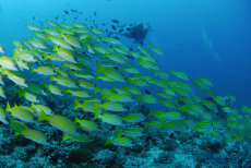 Blue-striped snapper  <i>Lutjanus kasmira</i>