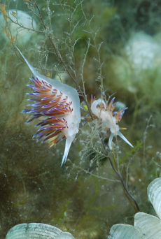 Migrating Aeolid  <i>Cratena peregrina</i>