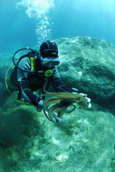 Common Octopus  <i>Octopus vulgaris</i>