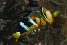 Clark's Anemonefish   <i>Amphiprion clarkii</i>