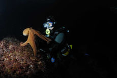 Common Octopus  <i>Octopus vulgaris