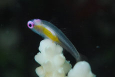 Purple-eyed Goby  <i>Bryaninops natans</i>