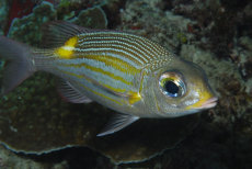 Gold-spot Emperor  <i>Gnathodentex aurolineatus</i>