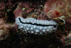 wart slug  <i>Phyllidiidae