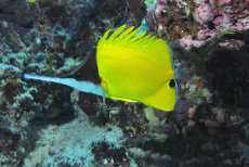 Long-nose Butterflyfish  <i>Forcipiger flavissimus</i>