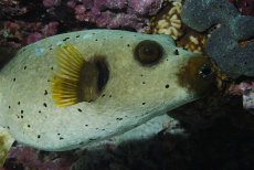 Black-spotted Pufferfish  <i>Arothron nigropunctatus</i>