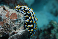 Varicose wart slug  <i>Phyllidia varicosa</i>