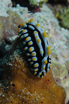 Varicose wart slug  <i>Phyllidia varicosa</i>