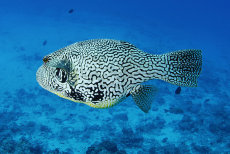Scribbled Pufferfish  <i>Arothron mappa</i>