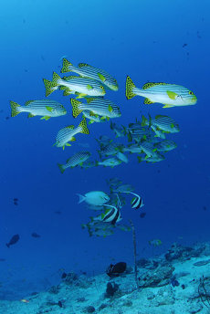 Oriental sweetlips  <i>Plectorhinchus vittatus</i>