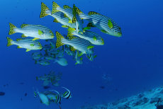 Oriental sweetlips  <i>Plectorhinchus vittatus</i>