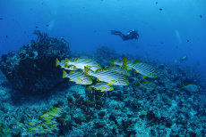 Oriental sweetlips  <i>Plectorhinchus vittatus</i>