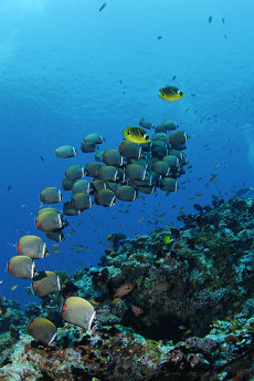 Red-tailed butterflyfish  <i>Chaetodon collare</i>