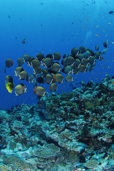 Red-tailed butterflyfish  <i>Chaetodon collare</i>