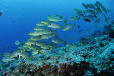 Oriental sweetlips  <i>Plectorhinchus vittatus</i>