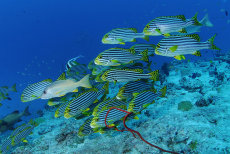 Oriental sweetlips  <i>Plectorhinchus vittatus</i>