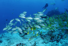 One-spot Snapper  <i>Lutjanus monostigma</i>