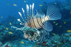 Common Lionfish  <i>Pterois volitans</i>