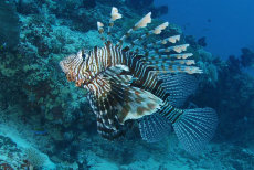 Common Lionfish  <i>Pterois volitans</i>